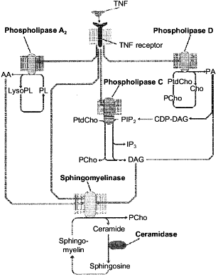 arachidonic acid cycle